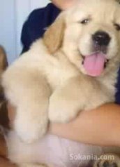Chiots golden retriever pure race age 2 mois