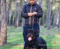 chiots rottwiler pedigree lignée de champions