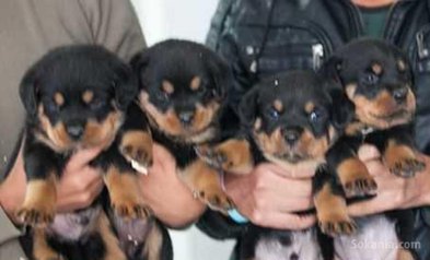 Chiots rottwiler pedigree lignée de champions