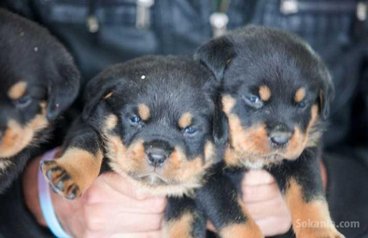 Chiots rottwiler pedigree lignée de champions