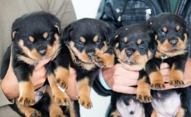Chiots rottwiler pedigree lignée de champions