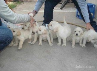 Chiots labrador pure race age 2 mois