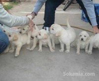 Chiots labrador pure race age 2 mois