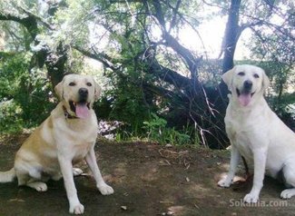 Chiots labrador pure race age 2 mois