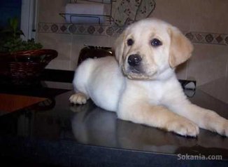 Chiots labrador pure race age 2 mois