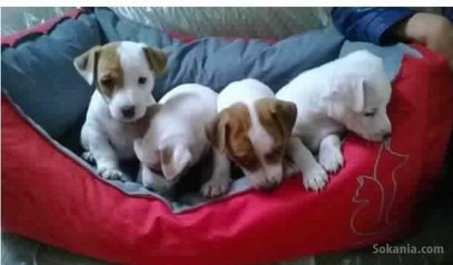 Chiots jack ruselle pure race age 2 mois