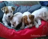 chiots jack ruselle pure race age 2 mois