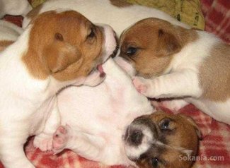 Chiots jack ruselle pure race age 2 mois