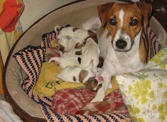 Chiots jack ruselle pure race age 2 mois