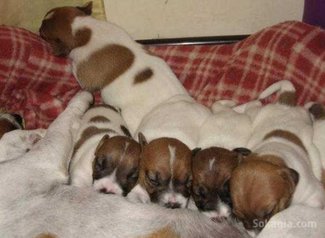Chiots jack ruselle pure race age 2 mois
