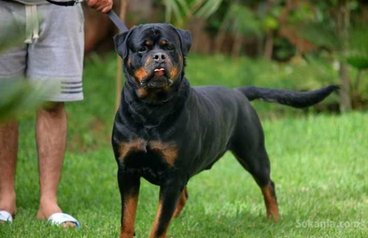 Chiots rottweiler pedigree lignée de champions