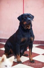 Chiots rottweiler pedigree lignée de champions