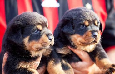 Chiots rottweiler pedigree lignée de champions