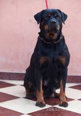 Chiots rottweiler pedigree lignée de champions