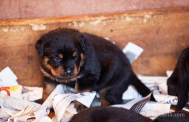 Chiots rottweiler pedigree lignée de champions