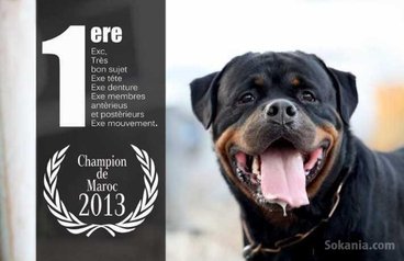 Chiots rottweiler pedigree lignée de champions