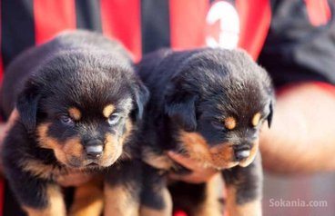 Chiots rottweiler pedigree lignée de champions