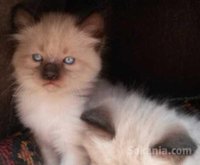 Chatons siamois pure race age 2 mois