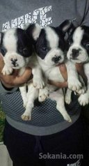 Chiots bulldog français pure race age 2 mois