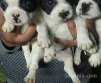 chiots bulldog français pure race age 2 mois