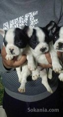 Chiots bulldog français pure race age 2 mois