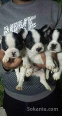 Chiots bulldog français pure race age 2 mois