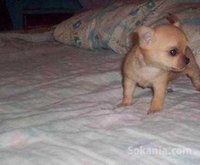 Chiot chihuahua miniature pure race age 2 mois
