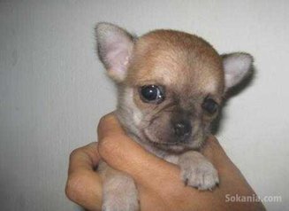 Chiot chihuahua miniature pure race age 2 mois