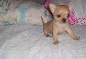 Chiot chihuahua miniature pure race age 2 mois