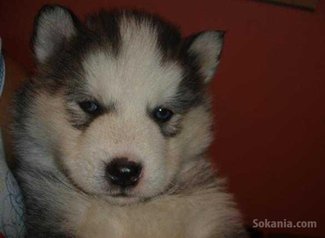 Chiots husky pure race age 1 mois et 15 jours
