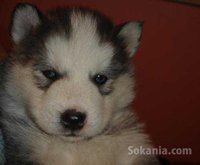 chiots husky pure race age 1 mois et 15 jours