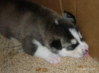 Chiots husky pure race age 1 mois et 15 jours