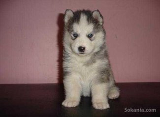 Chiots husky pure race age 1 mois et 15 jours