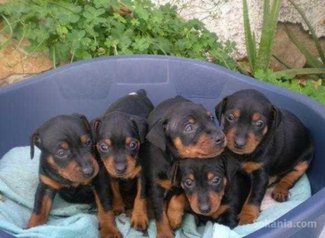 Chiots doberman pure race age 2 mois