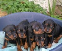 chiots doberman pure race age 2 mois