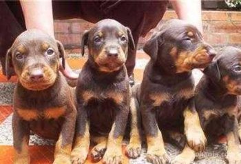 Chiots doberman pure race age 2 mois