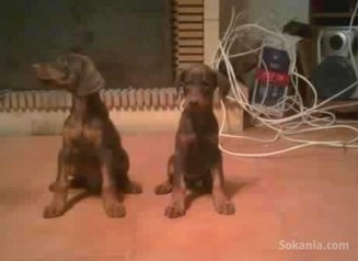 Chiots doberman pure race age 2 mois