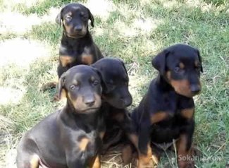 Chiots doberman pure race age 2 mois