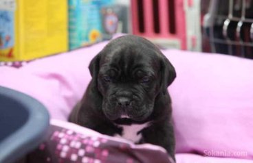 Chiots cane corso pure race age 2 mois