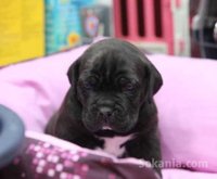chiots cane corso pure race age 2 mois