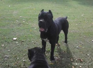 Chiots cane corso pure race age 2 mois