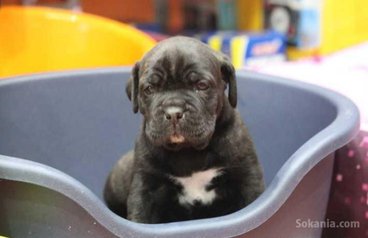 Chiots cane corso pure race age 2 mois