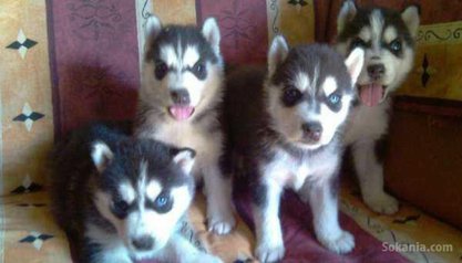 Chiots husky pure race age 1 mois et 15 jours