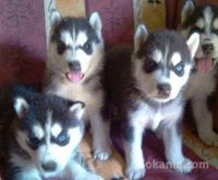 chiots husky pure race age 1 mois et 15 jours