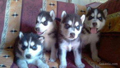 Chiots husky pure race age 1 mois et 15 jours