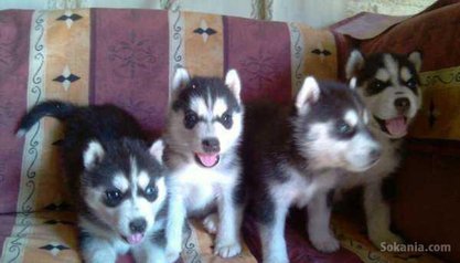 Chiots husky pure race age 1 mois et 15 jours