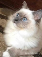 Chatons ragdoll pure race age 2 mois