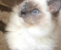 chatons ragdoll pure race age 2 mois