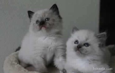 Chatons ragdoll pure race age 2 mois
