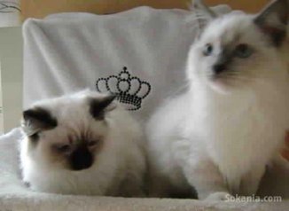 Chatons ragdoll pure race age 2 mois